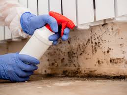 Best Black Mold Removal  in Cornville, AZ